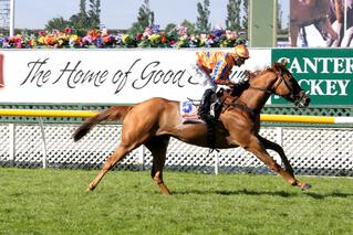 Te Akau Shark (NZ) claiming victory by six lengths in G2 Couplands Bakeries Mile. Photo: Race Images South